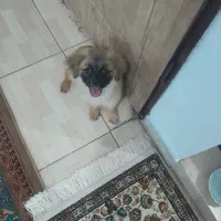 توله پامر اشپیتز