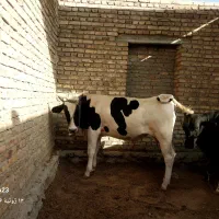 گاو بزرگ
