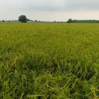 برنج فجر سوزنی درجه یک