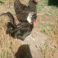 خروس لهستانی سلطان و برهما