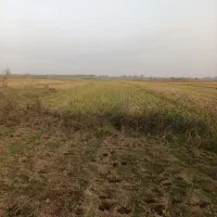 فروش شالیزار و زمین مسکونی بامجوزساخت جاده کیاشهر|فروش زمین و ملک کلنگی|آستانه اشرفیه, |دیوار