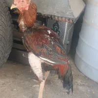 مرغ و خروس