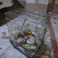 قفس پرنده کامل با تمام وسایل