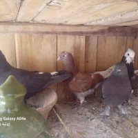 جوجه کفتر
