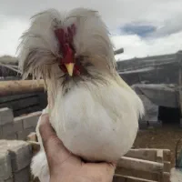 خروس سلطان سیا