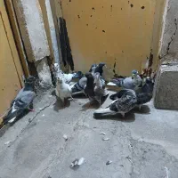 کبوترکاشانی شیرازی بار اصفهان