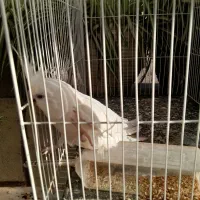 عروس هلندی البینو