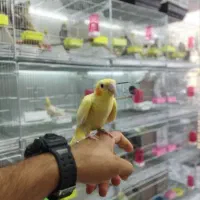 عروس هلندی پرورشگاه طوطیسان|پرنده|خمینیشهر, |دیوار