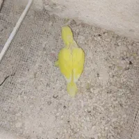 راهب