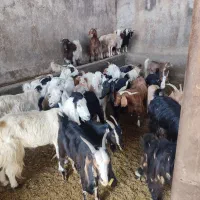 بره وبزغاله خوراک خور میش شال بز زاییده