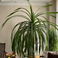 گلدان پاندانوس