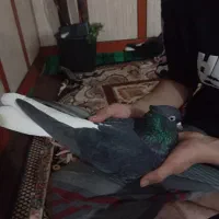کبوتر دم سفید