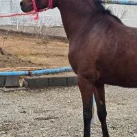 نریان ۳ساله