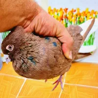 کبوتر رنگی سینه ای  کله سیاه افشون دم سفید طوقی|پرنده|اصفهان, احمدآباد|دیوار