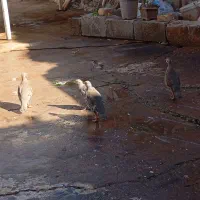 بلدرچین|پرنده|مسجد سلیمان, |دیوار