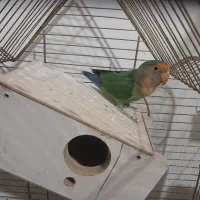 طوطی کوتوله