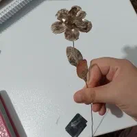 گل نقره