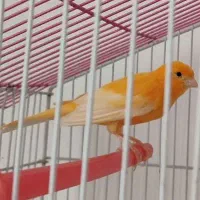 قناری نر سرخ معاوضه با سهره نر قفسی