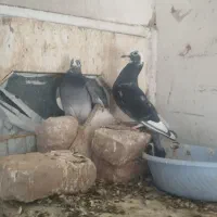 کبوتر.      مسافتی.    و المانی.