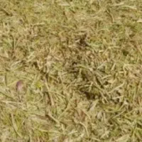 کاه گندم وعدس