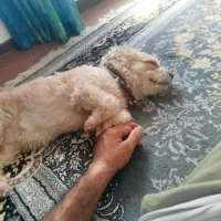 گمشده شهر ساوه قائم 15|سگ|قم, پردیسان|دیوار