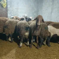 تعداد20 بره ماده