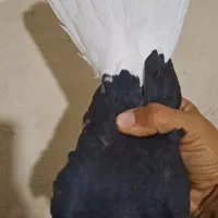 کبوتر|پرنده|رامشیر, |دیوار