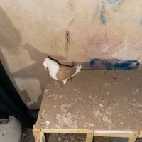 کبوتر رنگی نقش