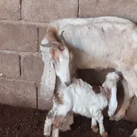 بز نجدی|حیوانات مزرعه|شادگان, |دیوار