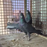 کبوتر دولا دولا