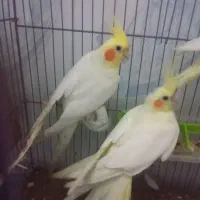 عروس هلندی با یکی از بچه هاش|پرنده|علیآباد کتول, |دیوار