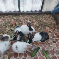 سه عدد بچه خرگوش 500000 تومن