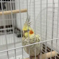 عروس هلندی ماده بالغ