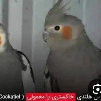 عروس هلندی گمشده
