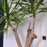 متخصص گل آپارتمانی وبیرونی|خدمات باغبانی و درختکاری|شاندیز, |دیوار