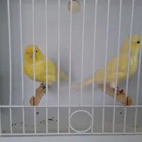 یلوفکتور نر، ماده مست خون