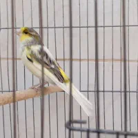 قناری نر بخون|پرنده|اصفهان, کوی امیریه|دیوار