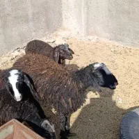 4راس بره نر تمیز سبک وزن|حیوانات مزرعه|کرج, شهرک شهرداری|دیوار