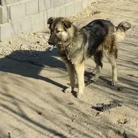 سگ پژدر سراب