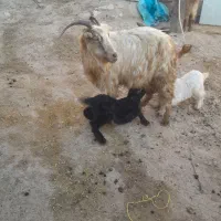 بز ماده|حیوانات مزرعه|ثمرین, |دیوار