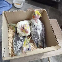 6عدد جوجه عروس هلندی|پرنده|ابهر, |دیوار