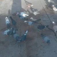 ۲۳ تا ۷تا نر بقیه ماده همه جنگنده پرشی فروشی|پرنده|مشهد, بالا خیابان|دیوار