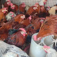 خروس گلپایگانی محلی رسمی قهوه ای بومی مرغ تخمگذار|حیوانات مزرعه|تهران, صادقیه|دیوار