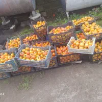 خرمالو|خوردنی و آشامیدنی|شلمان, |دیوار