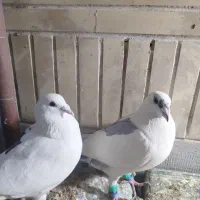 کفتر پلاکی|پرنده|مبارکه, |دیوار