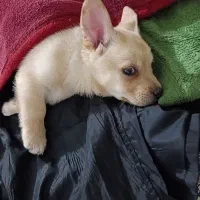 توله نژاد پامر روباهی