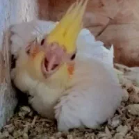 جوجه عروس هلندی لوتینو