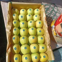 فروش سیب دوردیف|خدمات باغبانی و درختکاری|زیویه, |دیوار