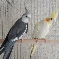 خرید و فروش عروس هلندی ، برزیلی ، گرینچیک ، ملنگو