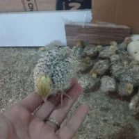 بلدرچین|حیوانات مزرعه|خسروشاه, |دیوار